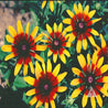 Daisy, Gloriosa (Rudbeckia hirta): vibrant red and yellow flowers
