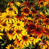 Vibrant yellow and orange Gloriosa daisies in a garden setting.
