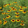 Vibrant Gloriosa daisies in full bloom, showcasing rich yellow petals and dark brown centers, growing in a lush green garden.

