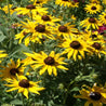 Black-Eyed Susan (Rudbeckia hirta) flowers: Vibrant yellow petals, dark brown centers, lush green foliage.
