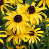 Vibrant yellow Black-Eyed Susan flowers in full bloom, showcasing dark brown centers.
