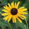 Bright yellow Black-Eyed Susan flower with dark brown center, in a garden setting.
