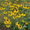 Vibrant yellow Black-Eyed Susan flowers in a garden bed.
