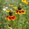 Close-up of two vibrant Mexican hat wildflowers, showcasing their unique yellow and red petals against a blurred green background.
