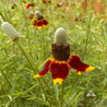 Mexican Hat Coneflower (Ratibida columnifera): Vibrant red-yellow petals, unique cone-shaped center.
