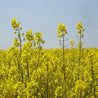Vibrant yellow cover crop blossoms in a sprawling field under a clear sky.
