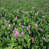 Field of blooming organic red clover seeds.
