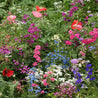Vibrant wildflower mix in pink, purple, blue, and red blooms.
