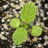 Young sage seedling sprouting in seed-starting mix.
