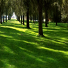 Sun-dappled lawn with tree shadows, vibrant green grass
