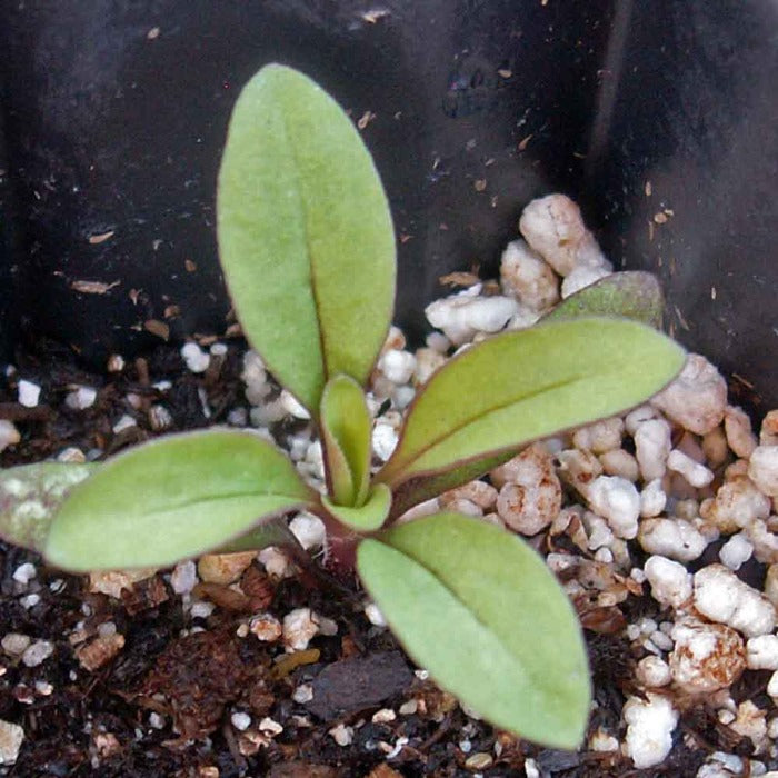 Soapwort (Saponaria ocymoides)
