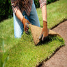 Bluegrass sod installation:  Fresh, lush rolls for a vibrant lawn.
