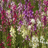 Vibrant field of multicolored snapdragons in various shades of purple, pink, red, and white.
