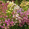 Snapdragon ‘Northern Lights’ (Linaria maroccana) mix: vibrant purple, pink, and yellow flowers in a lush garden setting.
