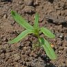 Young ‘Northern Lights’ snapdragon seedling sprouting in soil.
