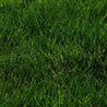 MasterGreen Sun & Shade Carefree Seed Mix: Lush, deep green grass thriving in sun or shade.
