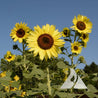 ‘Lemon Queen’ sunflowers (Helianthus annuus): vibrant yellow blooms, perfect for gardens.
