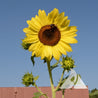 Vibrant yellow Lemon Queen sunflower in bloom, visited by a bee, against a clear blue sky.
