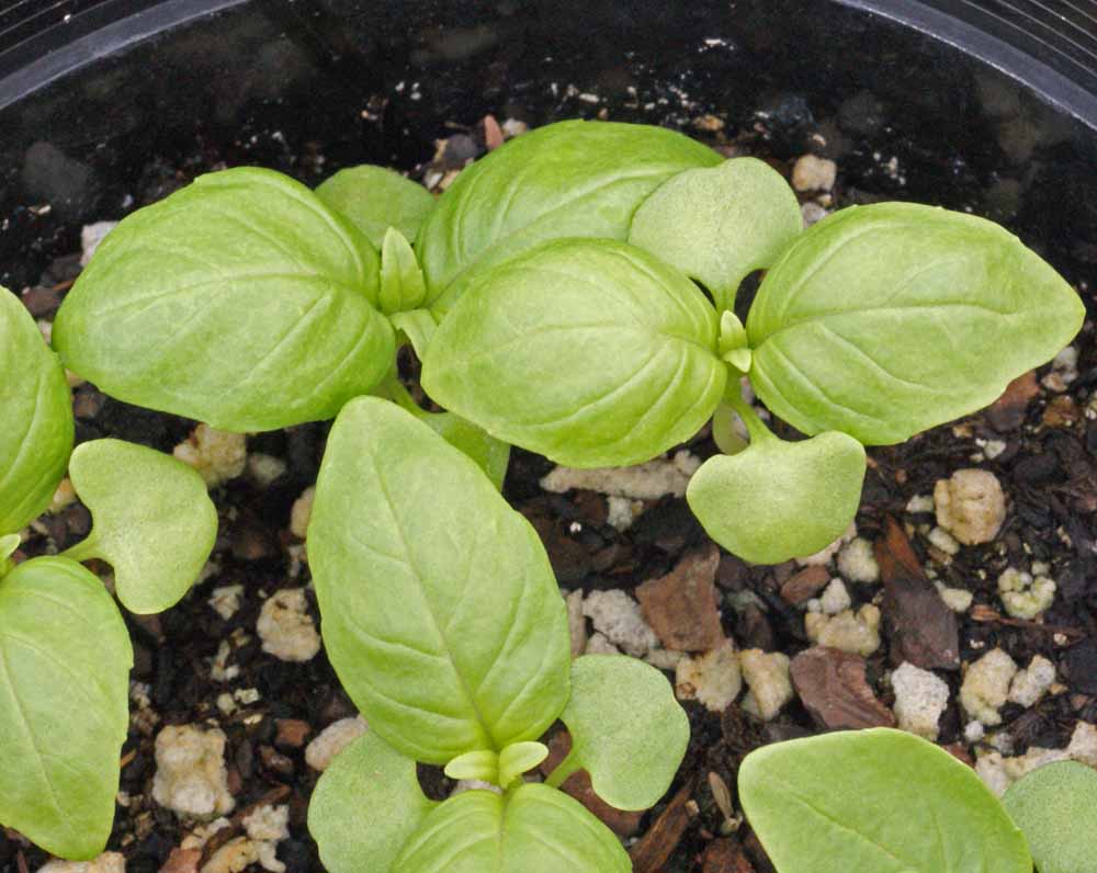Sweet Basil ‘Italian Large Leaf’ (Ocimum basilicum)