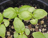 Young Italian large leaf basil plants sprouting in dark potting soil.

