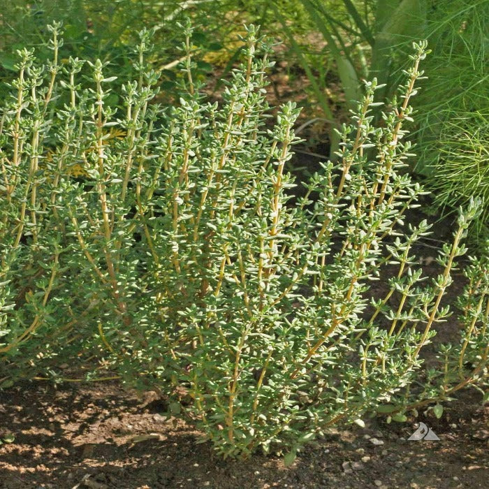 Thyme, German/Winter (Thymus vulgaris)