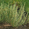 German/Winter Thyme (Thymus vulgaris) herb plant
