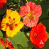 Nasturtium Single Mixed (Tropaeolum majus) flowers: vibrant yellow, orange, and red blooms.
