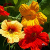 Vibrant nasturtium blossoms in orange and red, showcasing their unique petal structure.

