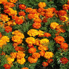 Vibrant orange and yellow French marigolds blooming in a lush green garden bed.
