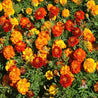 Marigold, French - Sparky Mix (Tagetes patula): Vibrant orange and yellow flowers in a lush mix for stunning garden displays.
