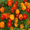 Vibrant orange and yellow French marigolds blooming in lush green foliage.

