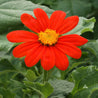 Vibrant red Mexican Sunflower (Tithonia rotundifolia) with a golden center.
