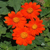 Vibrant orange Mexican sunflowers blooming amongst lush green foliage.
