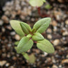 Young German thyme seedling sprouting in soil.
