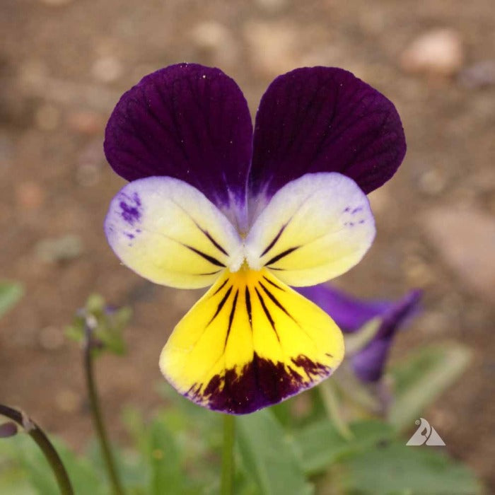 Pansy/Johnny Jump-up, ‘Helen Mount’ (Viola cornuta)