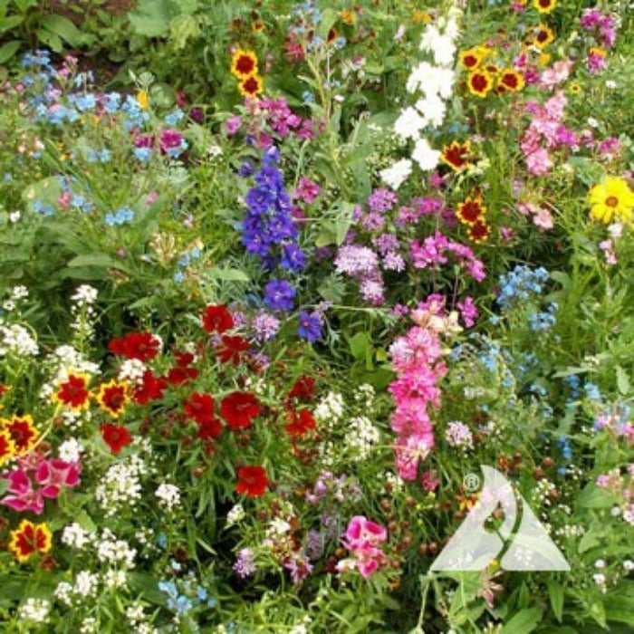 Annuals for Sun Mix