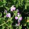 Delicate lavender cover crop blossoms in a lush green field.
