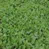 Spring Cropper Cover Crop Mix: lush green foliage, ideal for soil improvement and erosion control.

