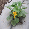 Young squash plant with yellow blossom growing on gray landscape fabric.
