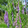 Purple hairy vetch blossoms in a natural field setting.
