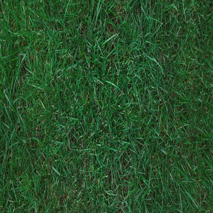 Wildflower & Grass Seeds