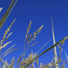 Low-growing native grass seed heads against a vibrant blue sky.
