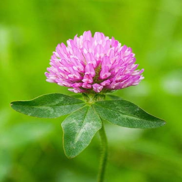 Organic Red Clover Seed