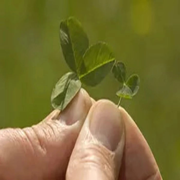 MicroClover Seed