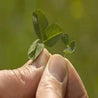 Close-up of a hand holding young clover sprouts, showcasing vibrant green leaves against a blurred natural background.
