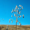 Dried oat plant against a vibrant blue sky, showcasing seed heads ready for harvest.
