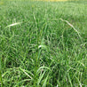 Lush green perennial ryegrass, showing vibrant growth and texture.
