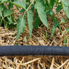 Water-soaker hose among straw mulch, watering tomato plants.

